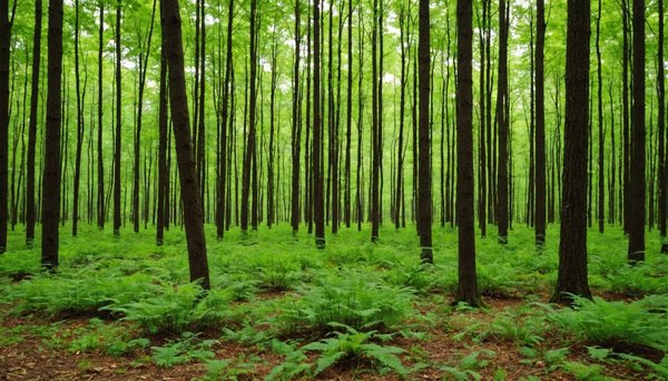 Gestion et valorisation de vos parcelles boisées: conseils et solutions